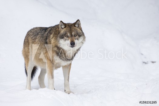 Picture of Gray wolf in winter